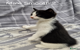 Mixed Breed cats for sale: Black and white kittens for sale - Image 4