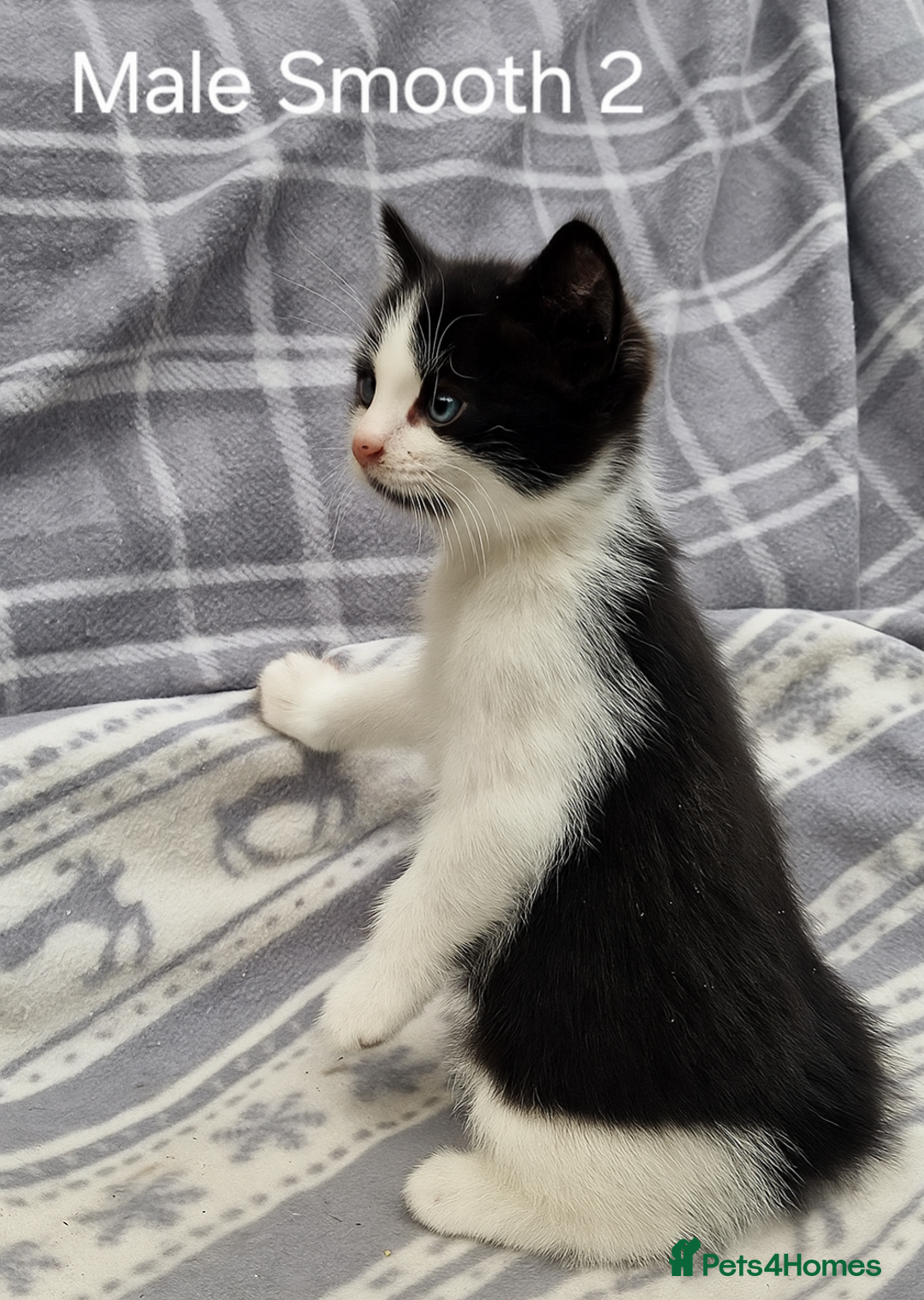 Mixed Breed cats for sale: Black and white kittens for sale - Image 4