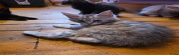 Maine Coon cats for sale: Pedigree Pure TICA Registered Maine Coon Kittens - Advert 13