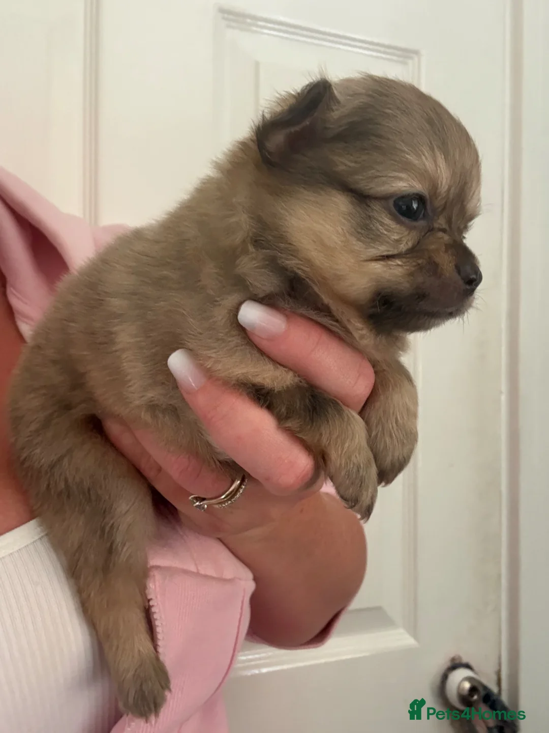 Pomchi dogs for sale: Pomchi Puppies - Advert 2