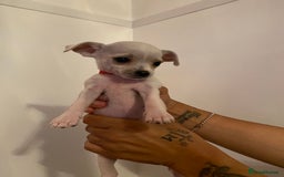 Chihuahua dogs for sale: Chihuahua puppies short coat white/sandy - Image 5