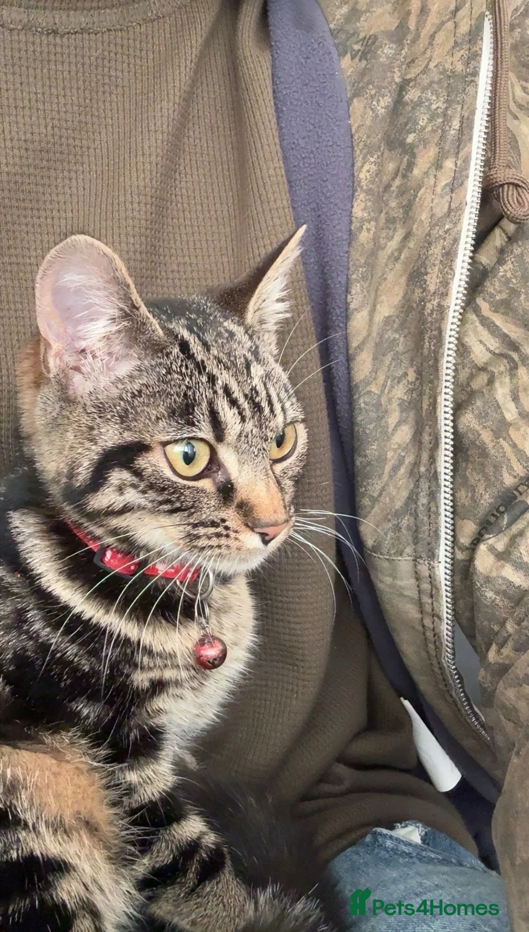 Domestic Shorthair cats for sale: Lynx tabby in Egham - Advert 2