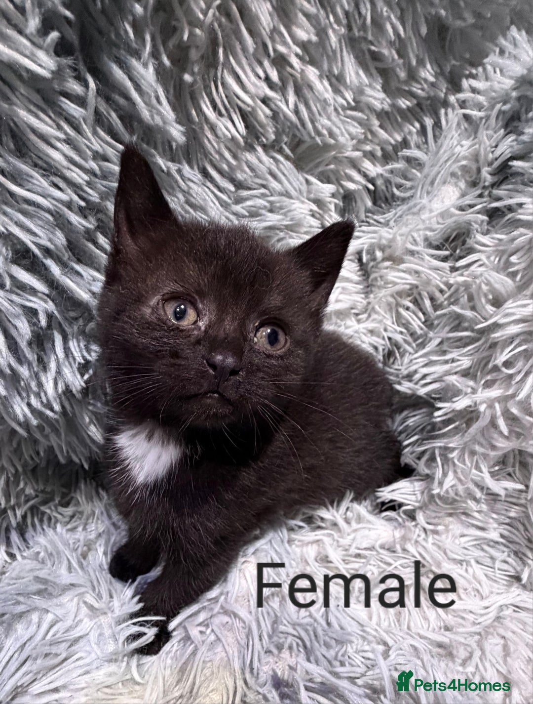 Persian cats for sale: Chinchilla persian cross kittens - Advert 13