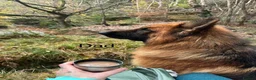 German Shepherd dogs for sale: Purebred German shepherd puppies  - Advert 24