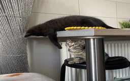 Domestic Shorthair cats for sale: Beautiful tabby shorthair kittens for sale  - Image 2