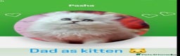 Persian cats for sale: Persian Pedigree Kittens for Sale  - Advert 9