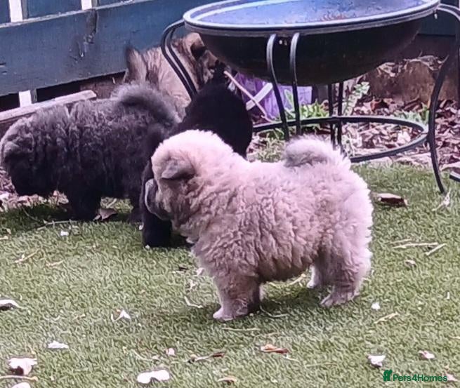Chow Chow dogs Beautiful kc registered chow chow pups - Advert 4