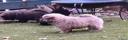 Chow Chow dogs for sale: Beautiful champion sired chow chow pups - Advert 21