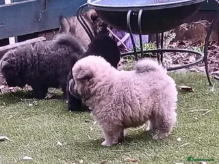 Chow Chow dogs Beautiful kc registered chow chow pups - Advert 4