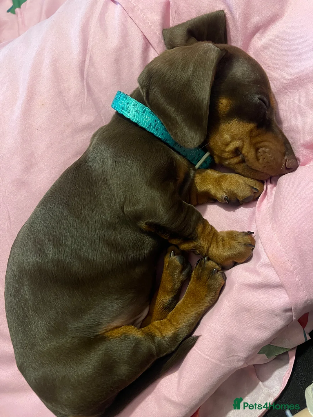 Miniature Dachshund dogs for sale: Gorgeous boy - Advert 2