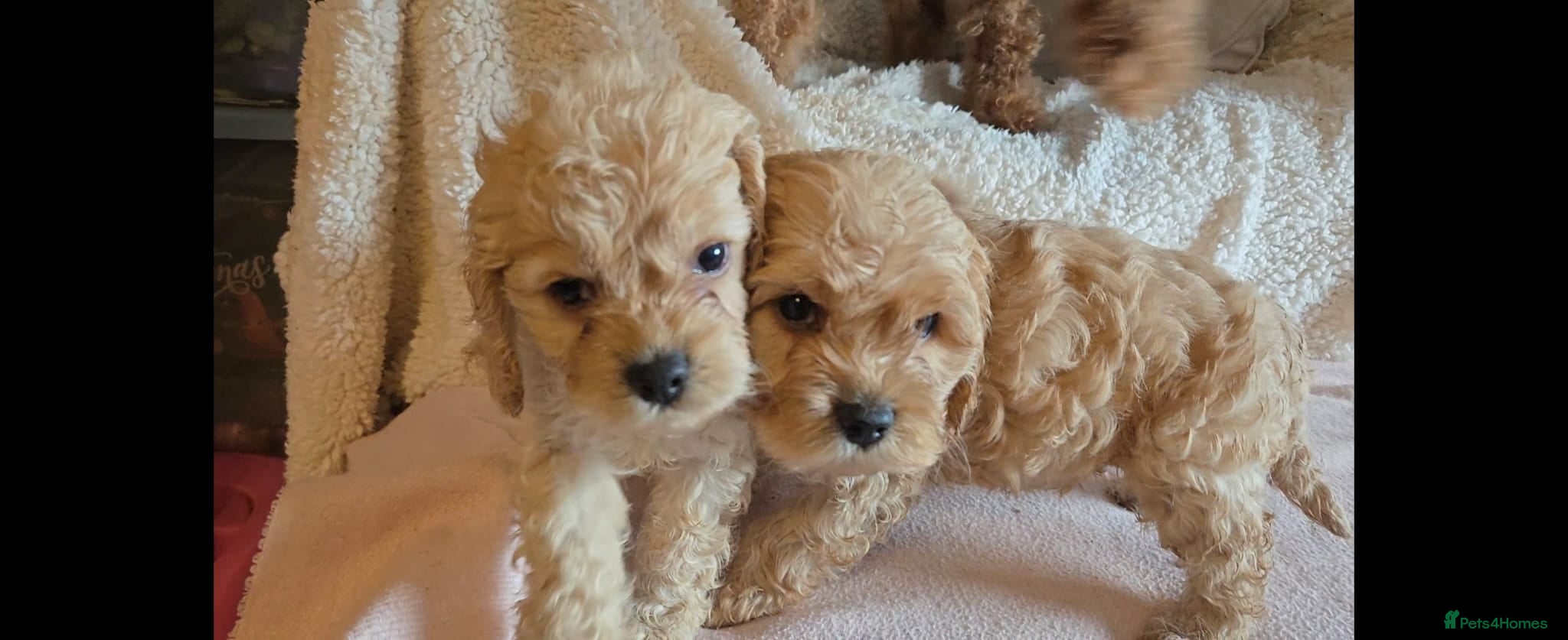 Cockapoo dogs 6 Gorgeous American cockapoo pups (Yankeedoodle) - Advert 15