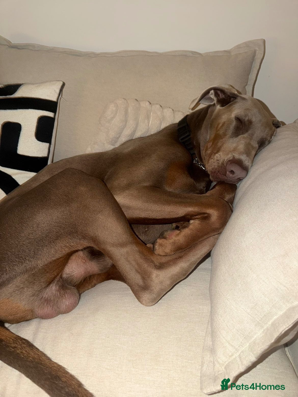 Dobermann dogs 7 month fawn Doberman  - Advert 2