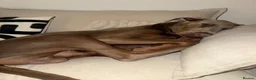Dobermann dogs for sale: 7 month fawn Doberman  in Sunderland - Advert 1