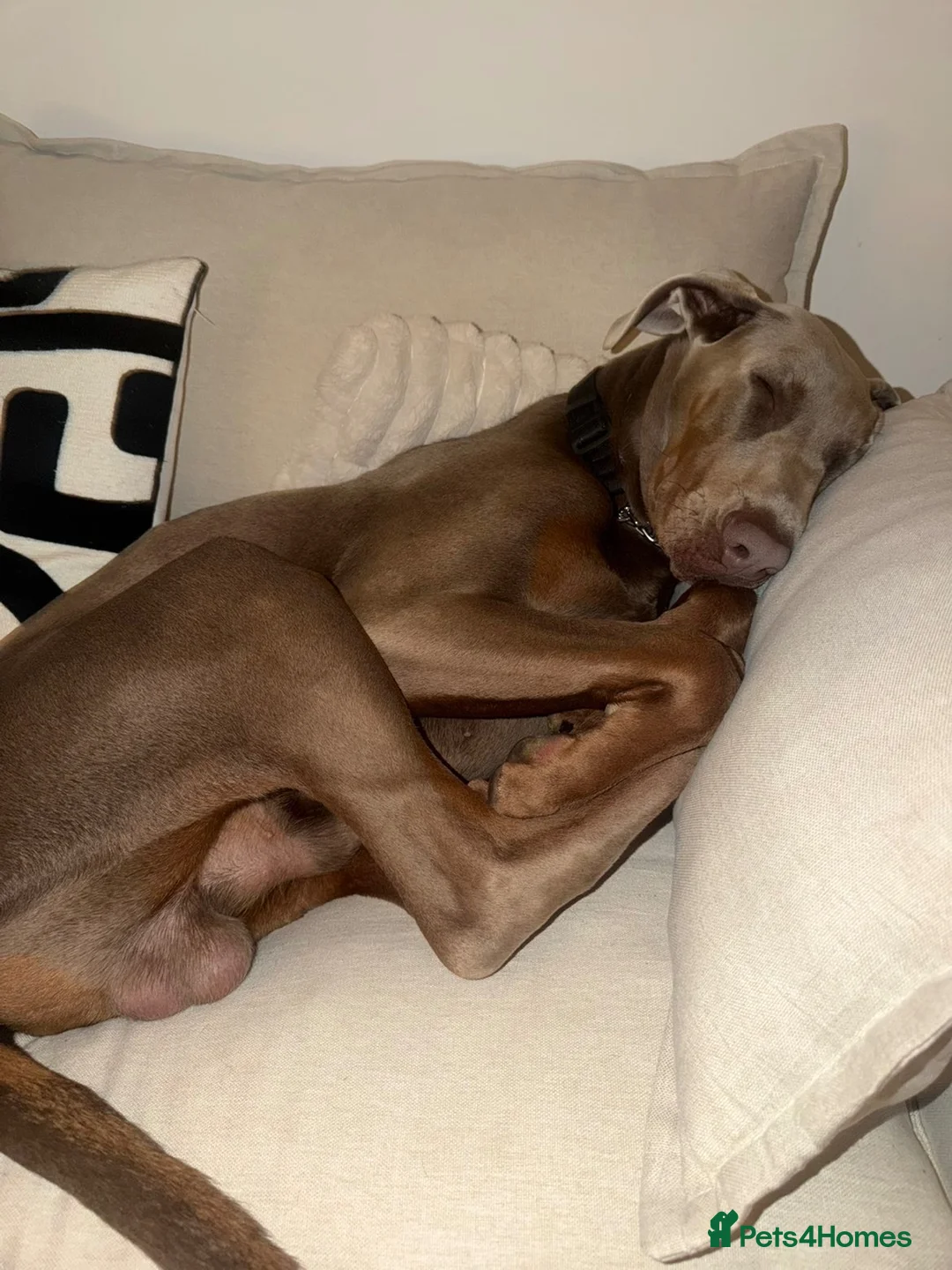 Dobermann dogs for sale: 7 month fawn Doberman  in Sunderland - Advert 1