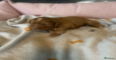 Cockapoo dogs - Advert 11