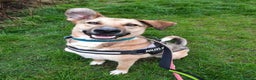 Mixed Breed dogs for adoption: Meet Meeko, currently residing in Cheshire  in Nantwich - Advert 4