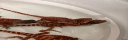 Dragon reptiles for sale: Red monster dragons in Stroud - Advert 5