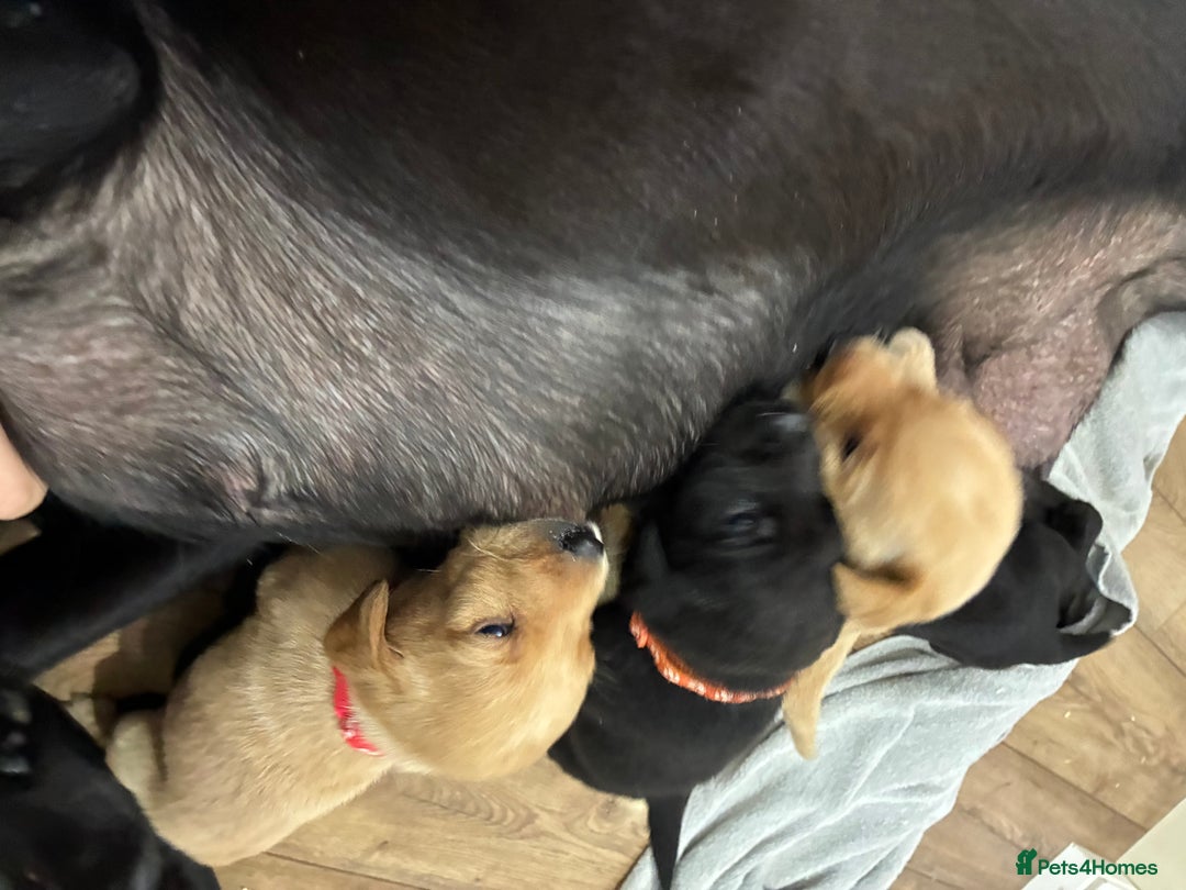 Labrador Retriever dogs for sale: 8 Labrador pups last black female available  - Image 5