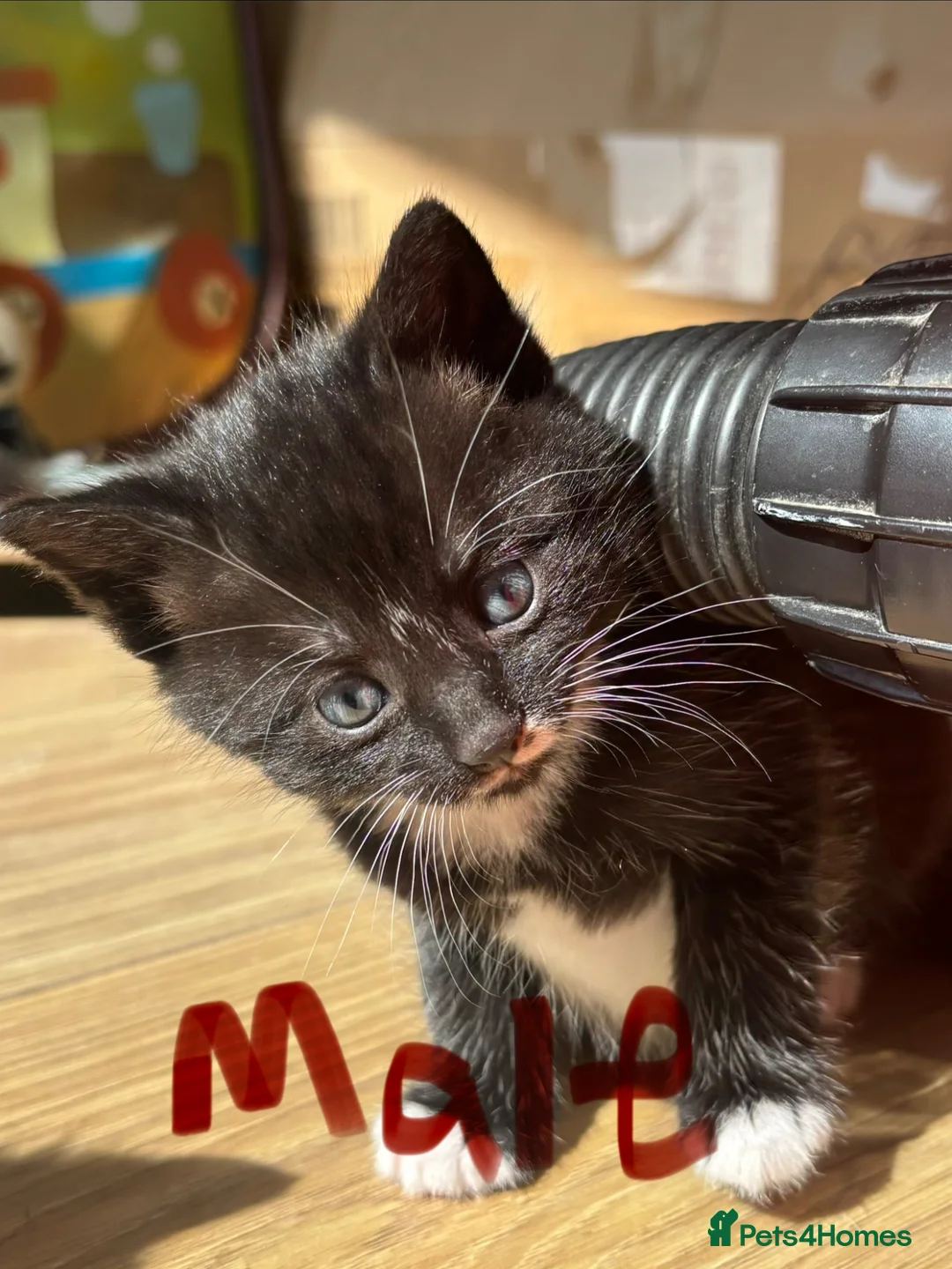 Mixed Breed cats for sale: 1 black female kitten left - Advert 2