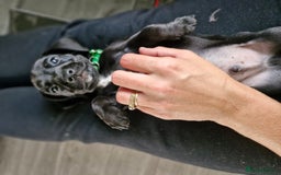 Miniature Dachshund dogs for sale: Miniature dachshund  - Image 21