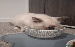 Ragcoon cats for sale: Beautiful Colourpoint Tortie Female Ragdoll Kitten - Image 21