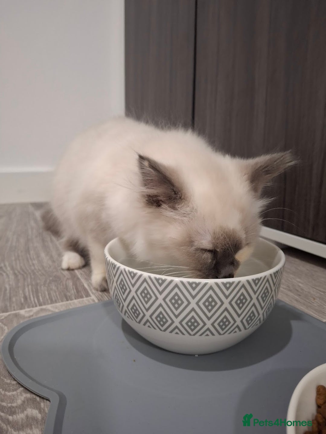 Ragcoon cats for sale: Beautiful Colourpoint Tortie Female Ragdoll Kitten - Image 21