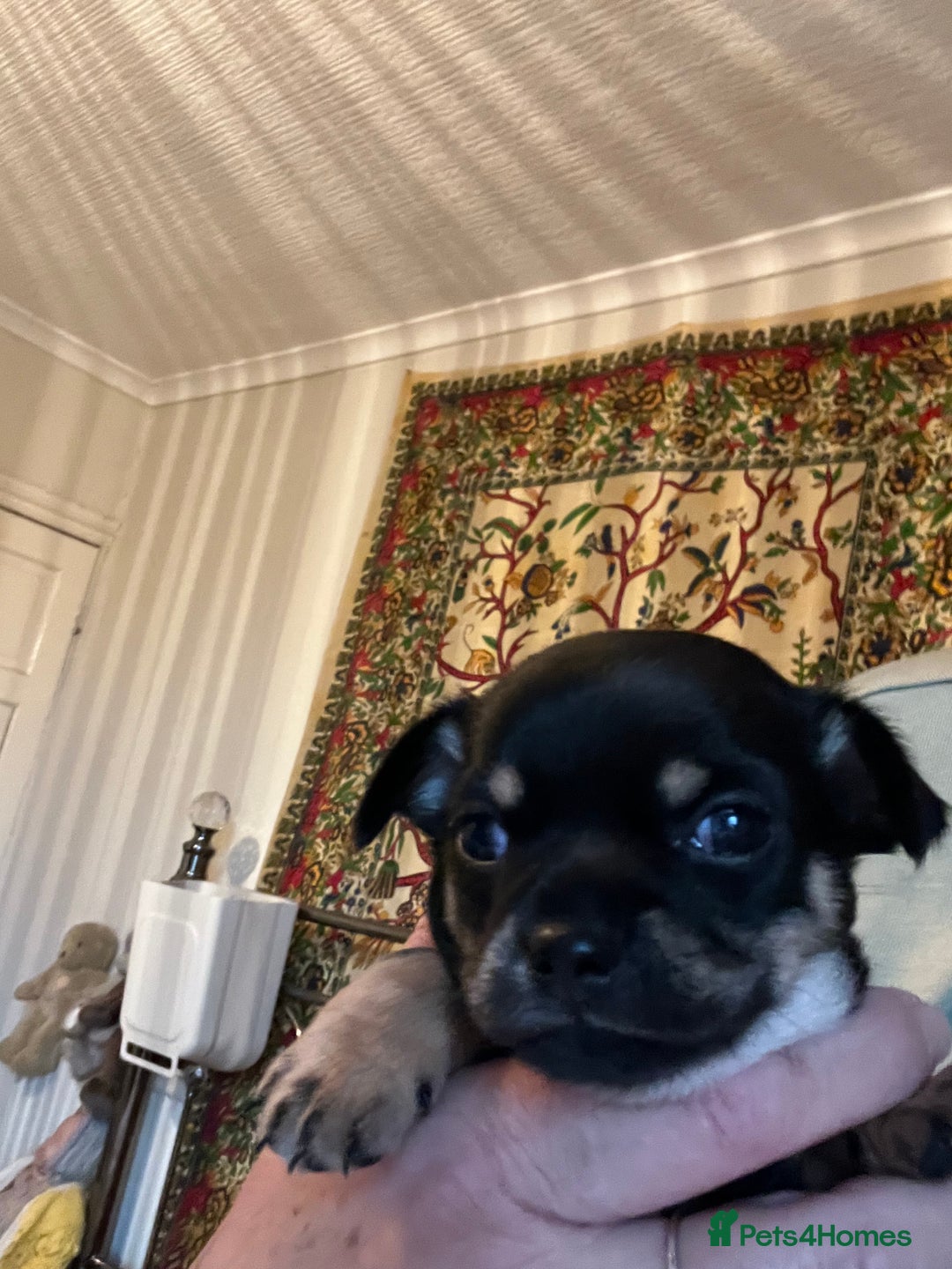 Chihuahua dogs for sale: Chi puppy - Advert 5