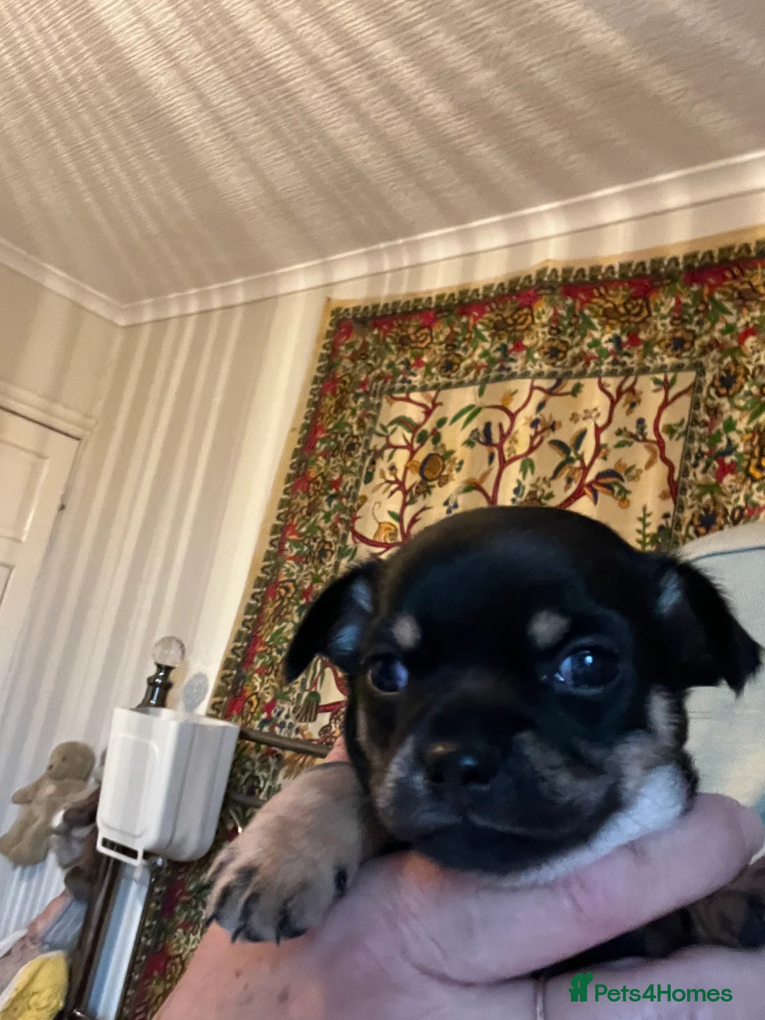 Chihuahua dogs for sale: Chi puppy - Advert 5