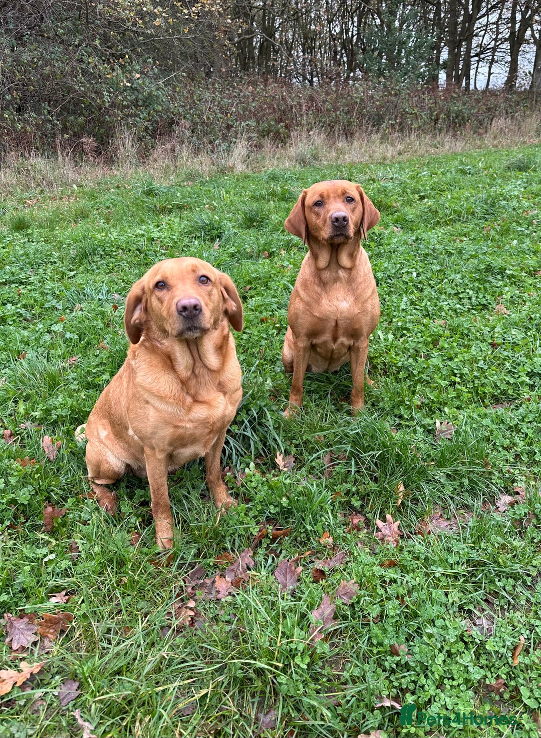 Labrador Retriever dogs for sale: KC Fox Red Labrador Pups FTCH Sire - Health Tested - Advert 14