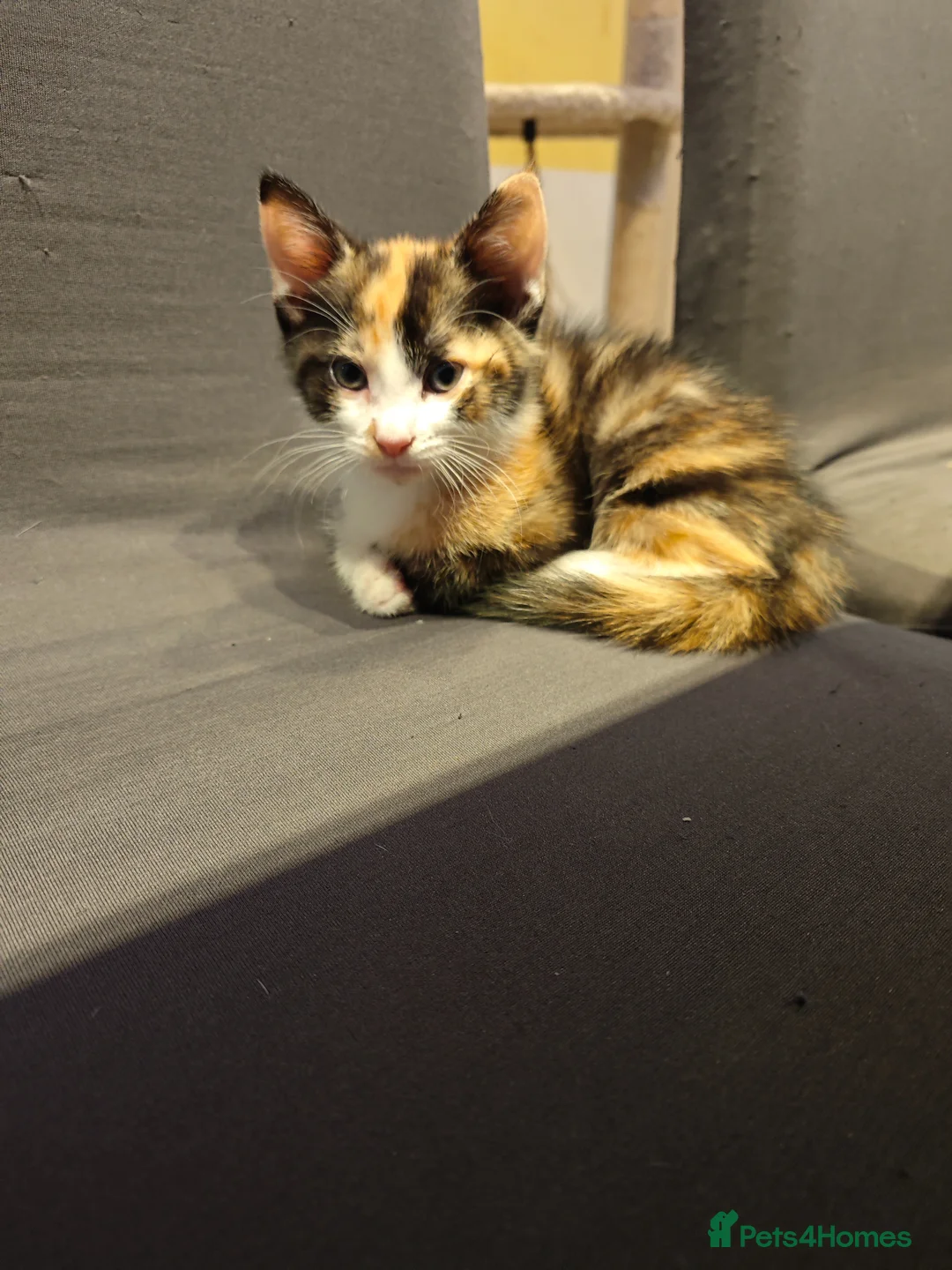 Mixed Breed cats for sale: Mixed breed kittens - Advert 2