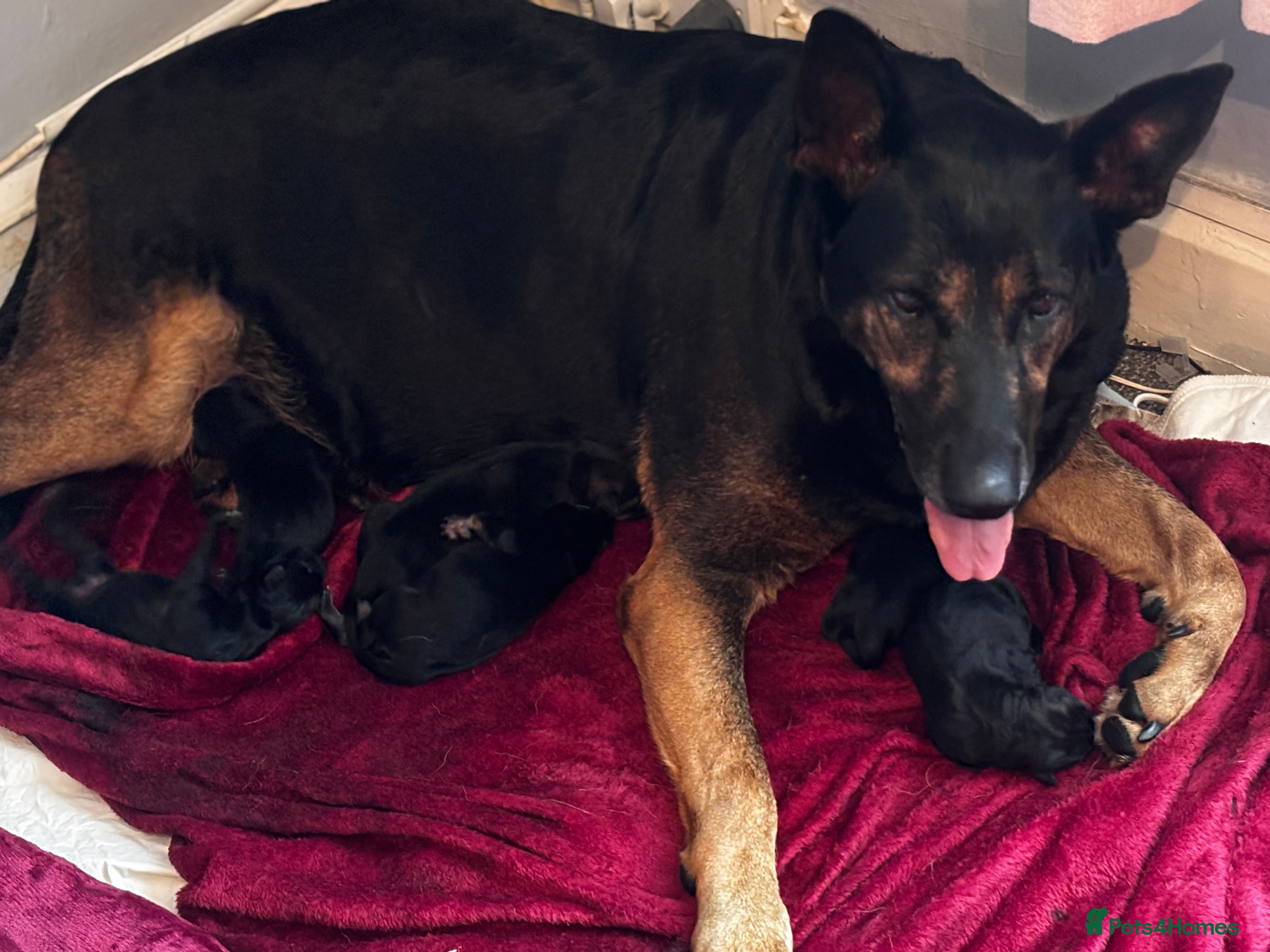 Mixed Breed dogs German shepherd x Chinese red dog puppies - Advert 17