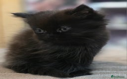 Persian cats for sale: Persian  - Image 34