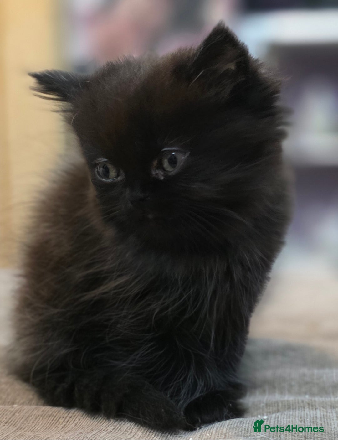 Persian cats for sale: Persian  - Image 34