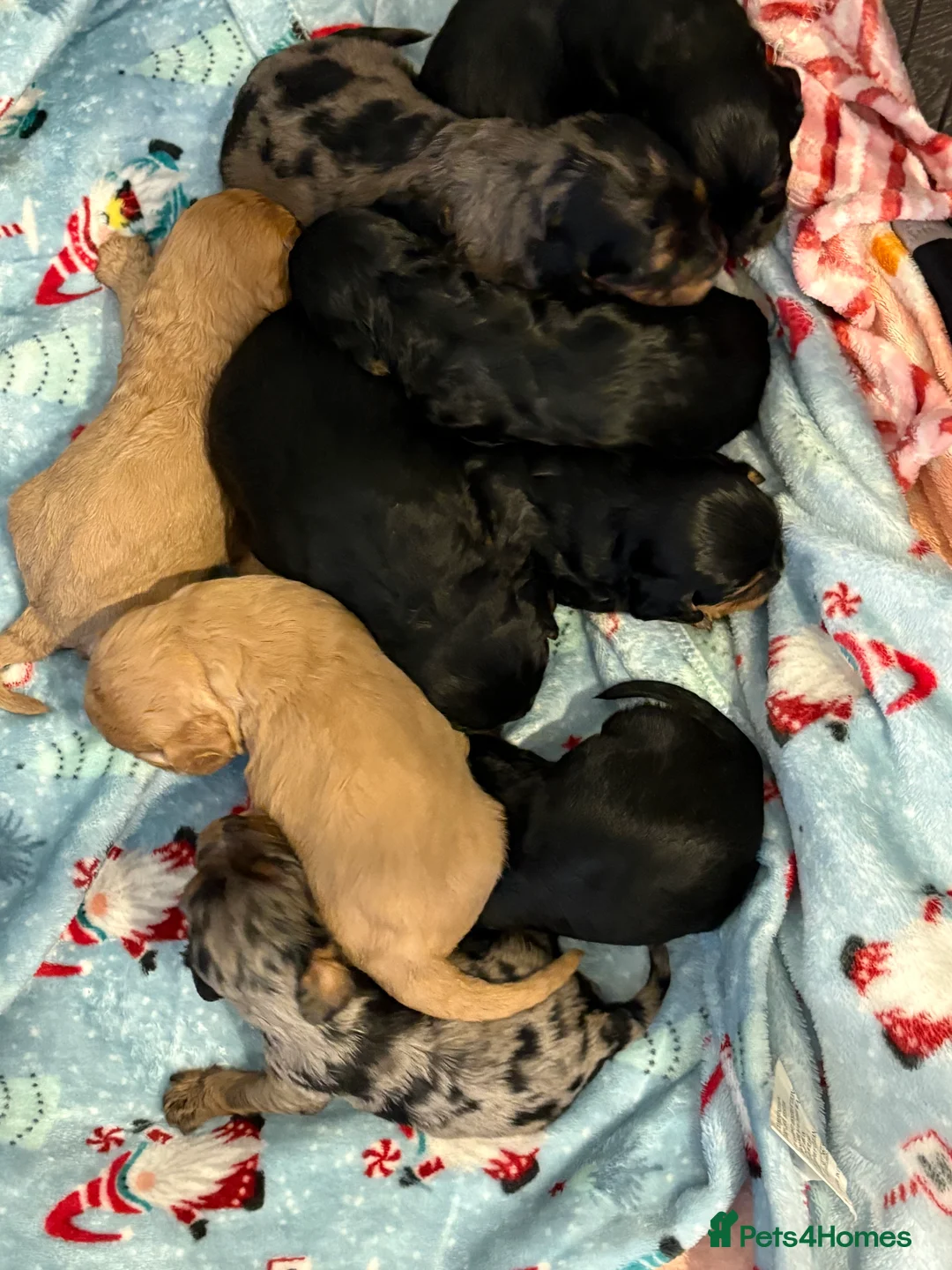 Mixed Breed dogs for sale: Cavapoo Puppies  - Advert 19