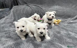West Highland Terrier dogs for sale: KC REGISTERED Boys & Girl available - Image 3