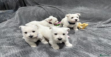 West Highland Terrier dogs - Advert 8