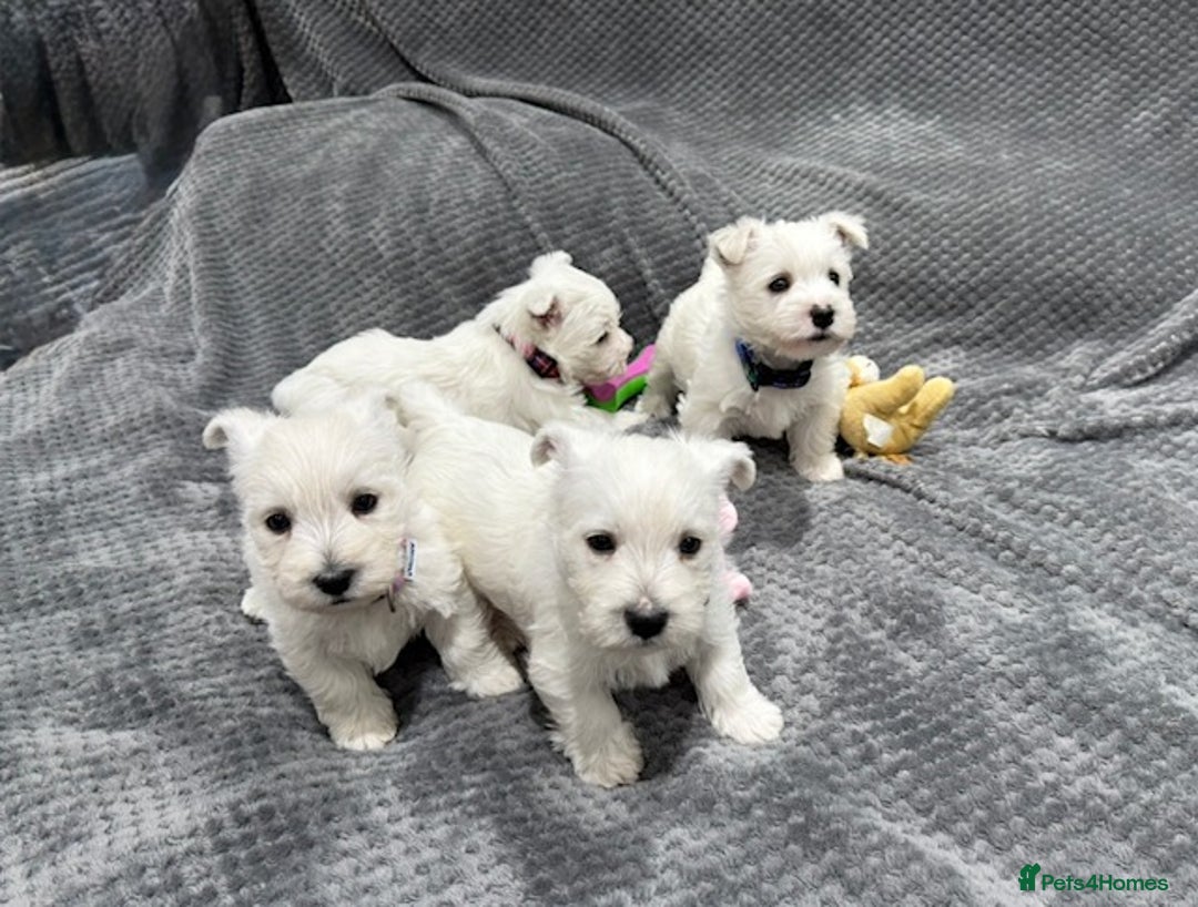 West Highland Terrier dogs for sale: KC REGISTERED Boys & Girl available - Image 3