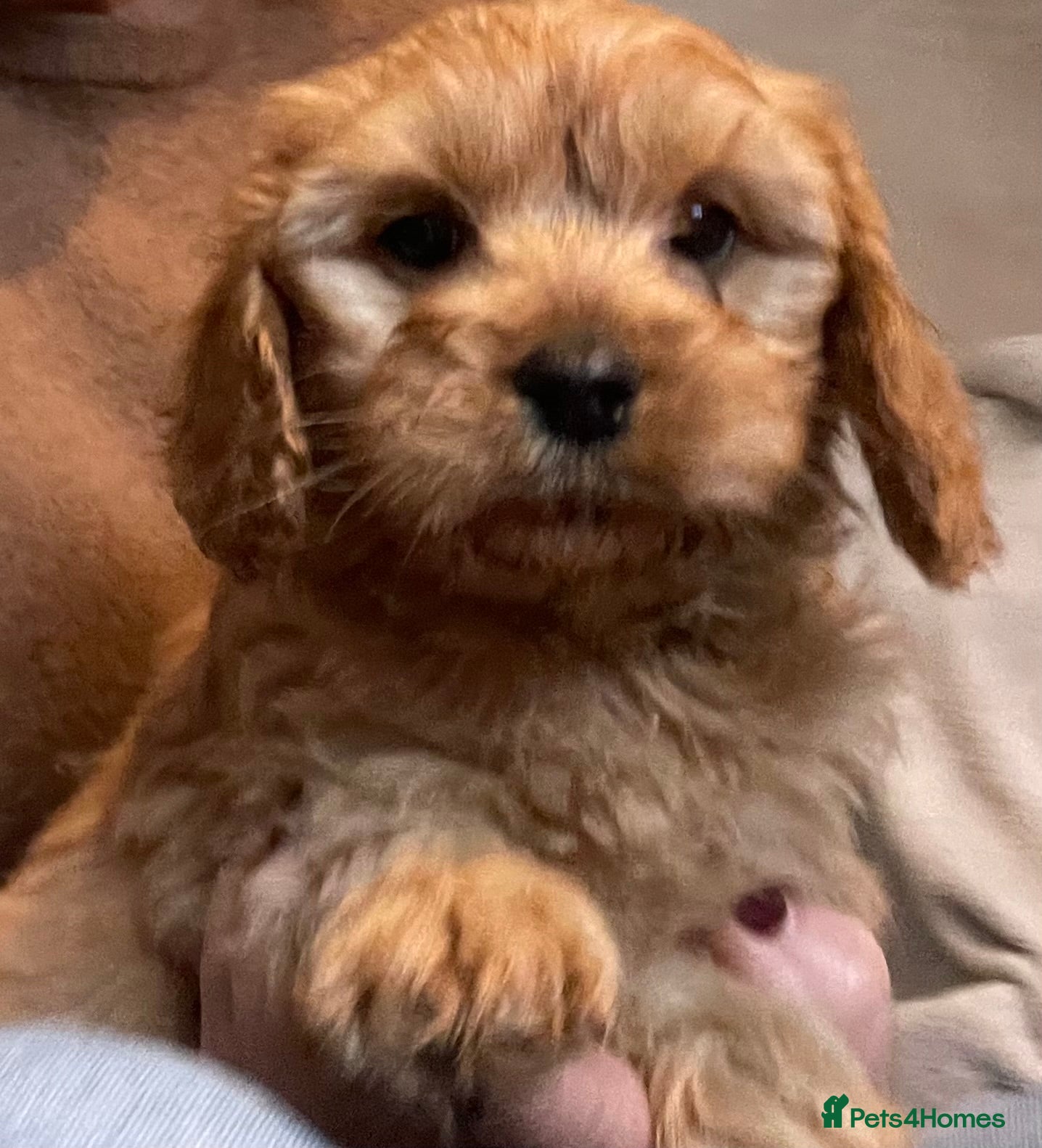 Cavapoo dogs STUNNING HEALTH CLEAR CAVAPOO PUPPIES  - Advert 8