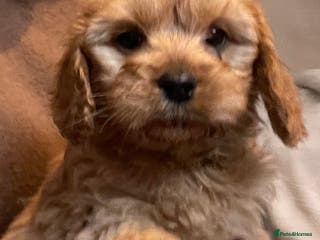 Cavapoo dogs STUNNING HEALTH CLEAR CAVAPOO PUPPIES - Advert 8