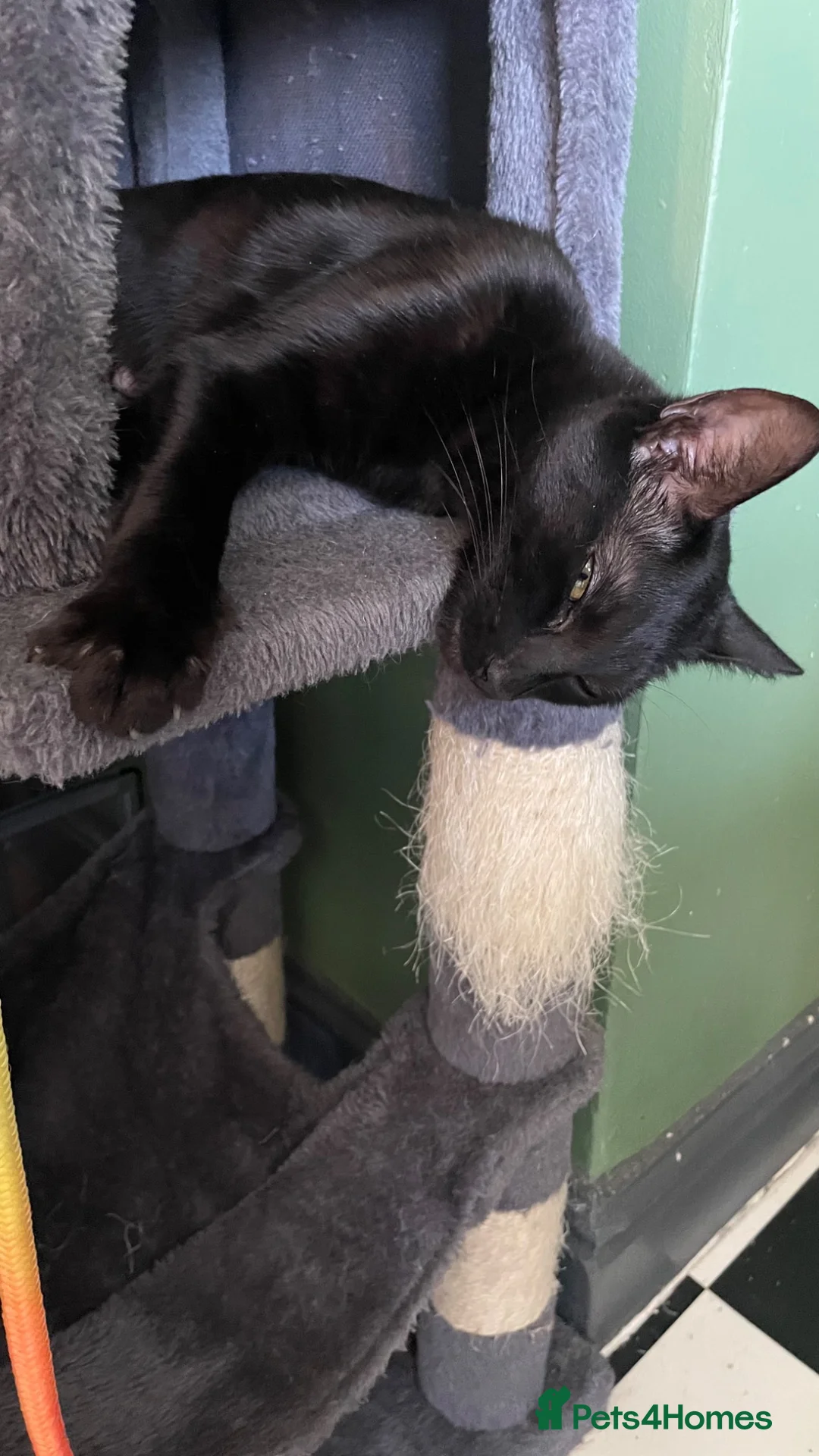 Mixed Breed cats for sale: Kittens looking for forever homes - Advert 2