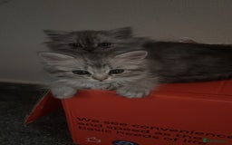 Perdoll cats for sale: Beautiful Perdoll Babies - Image 1