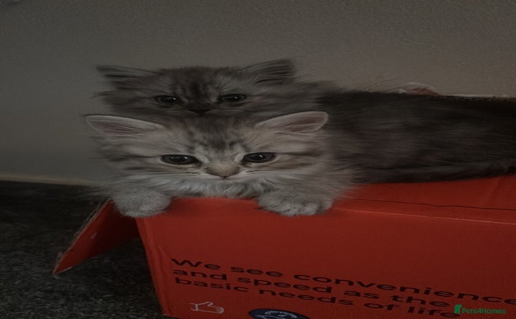 Perdoll cats - Advert 15