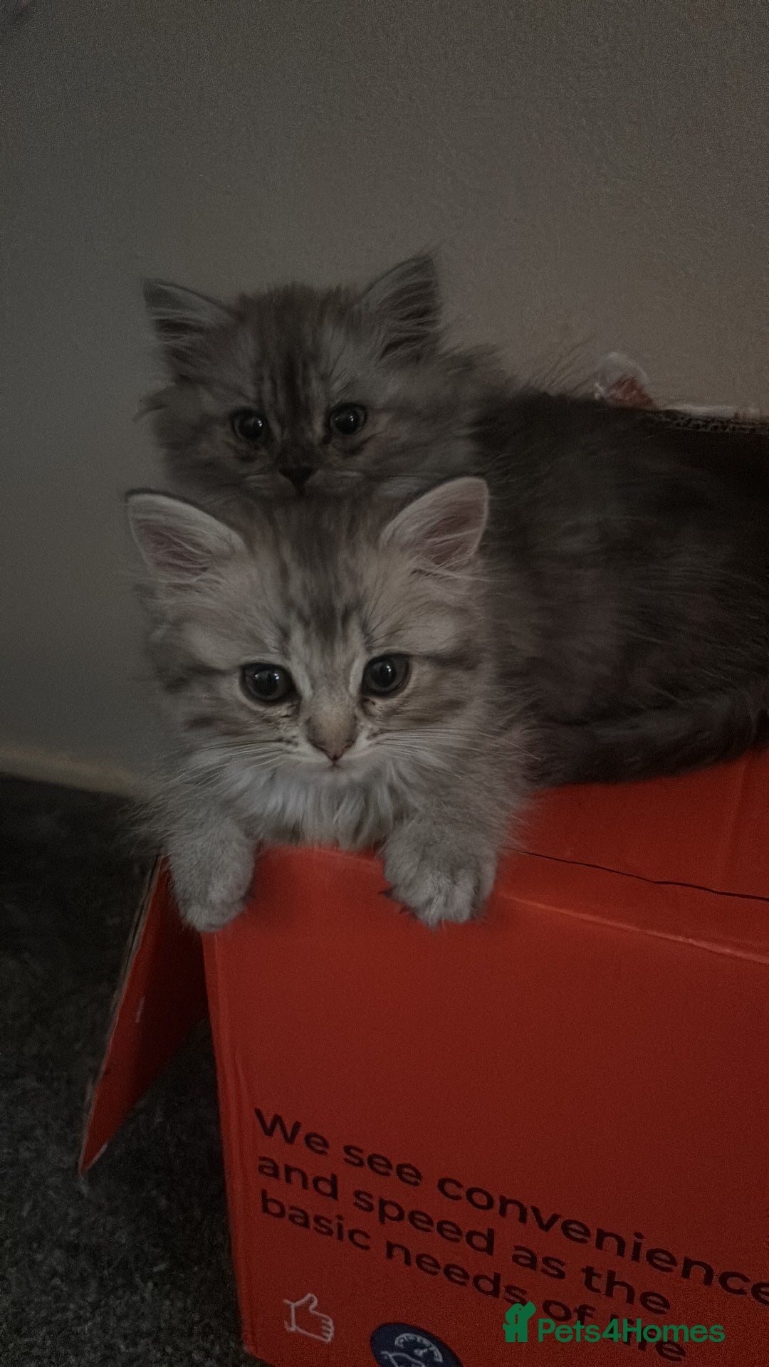 Perdoll cats for sale: Beautiful Perdoll Babies - Image 1