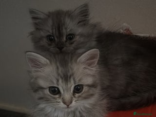 Perdoll cats - Advert 1