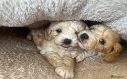 Maltipoo dogs for sale: Maltipoo Puppies  - Image 13