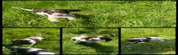 English Springer Spaniel dogs for sale: KC Registered English Springer Spaniel Pups - Advert 17