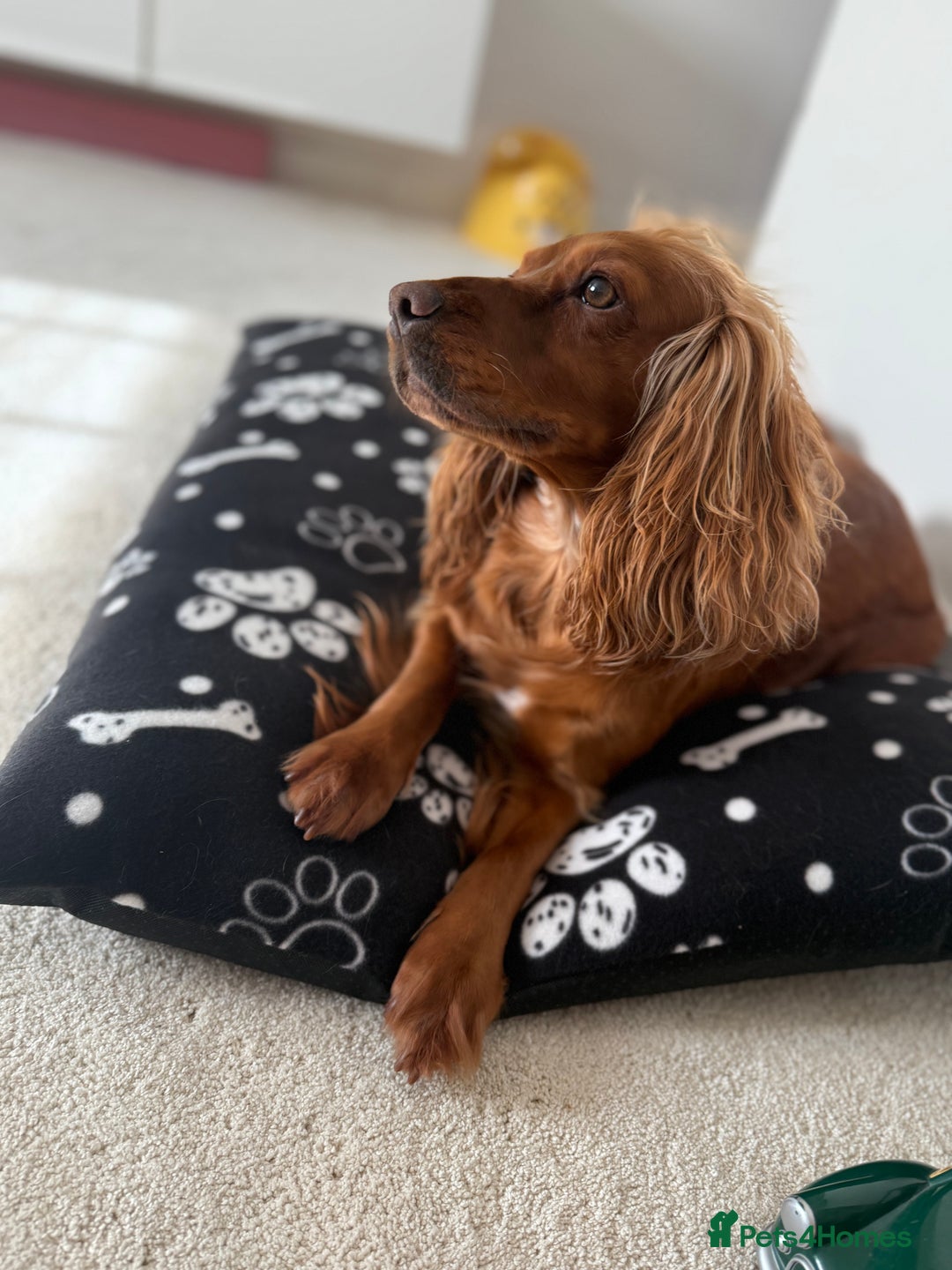 Cockapoo dogs for sale: 7 Golden Cockapoo girls - Advert 16