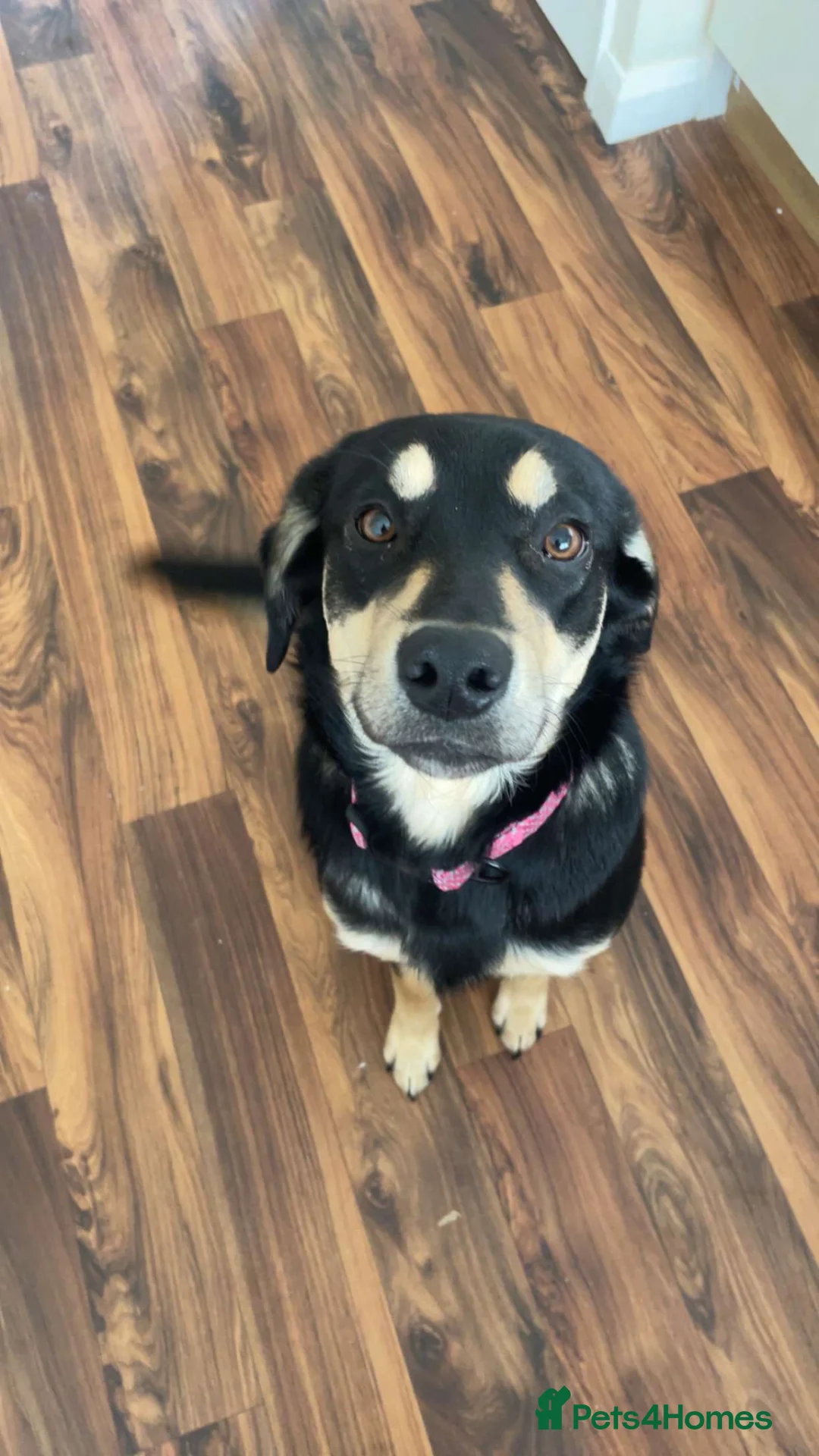 Mixed Breed dogs for sale: 9 month old Labrador X  in Shildon - Advert 1