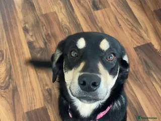 Mixed Breed dogs 9 month old Labrador X - Advert 1