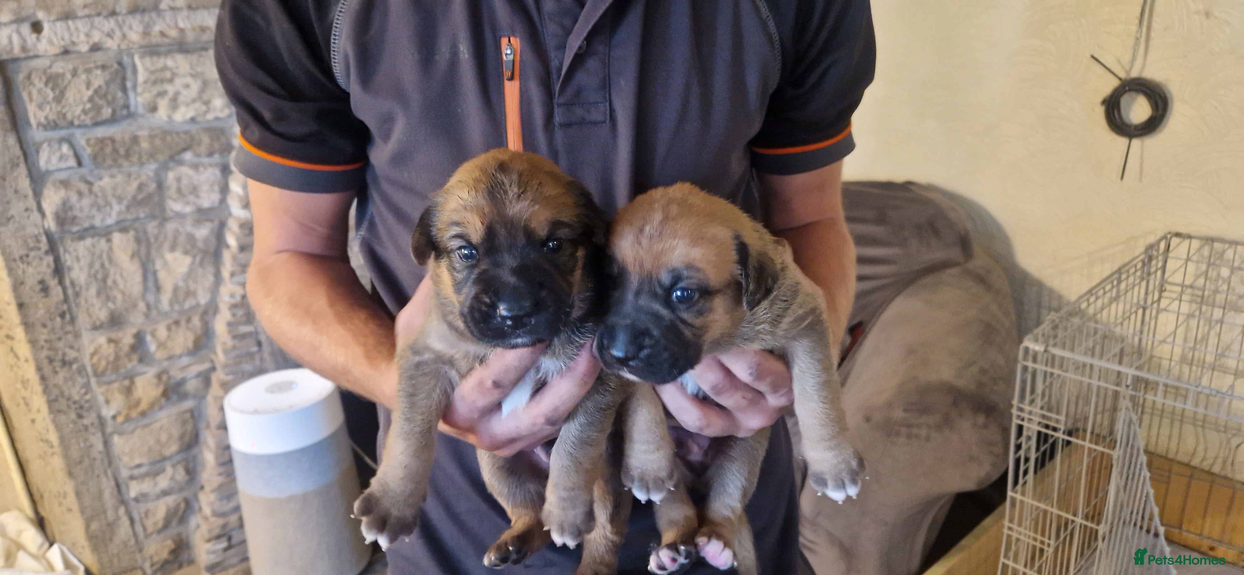 Mixed Breed dogs Shepherd Boxer - Advert 1